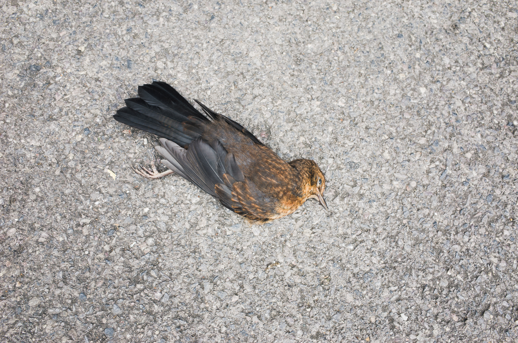 Ordinary Days - Photo 1612
