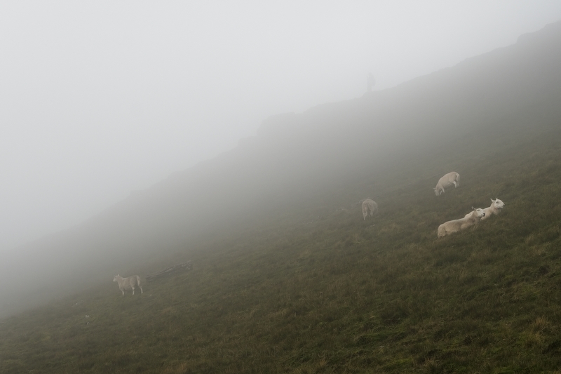 Foggy Days - Photo 4266
