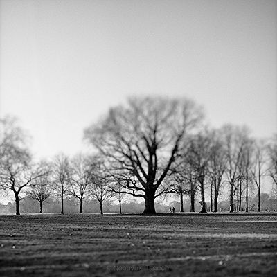 Winter trees and people in Old Deer Park | Back and white film photo