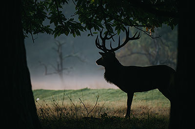 Red deer glimpsed between the trees in early morning