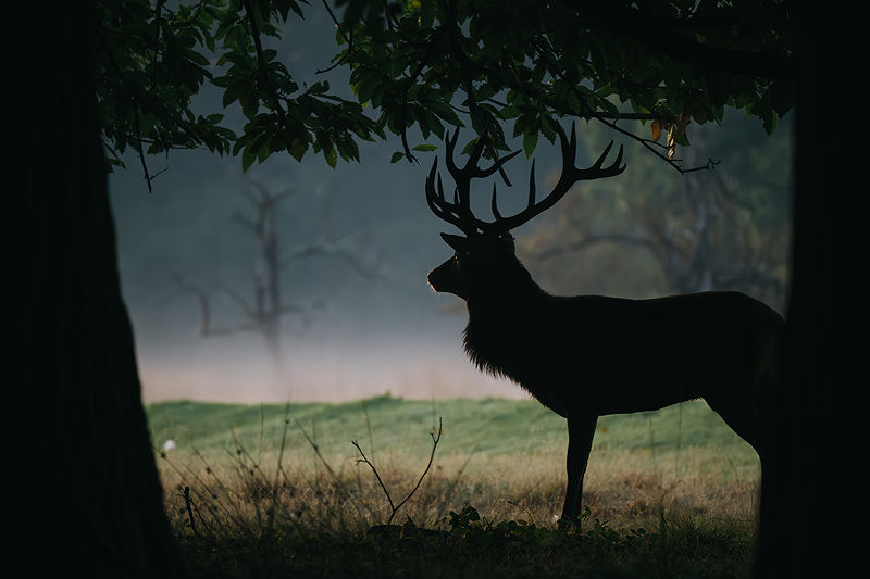 Red deer glimpsed between the trees in early morning