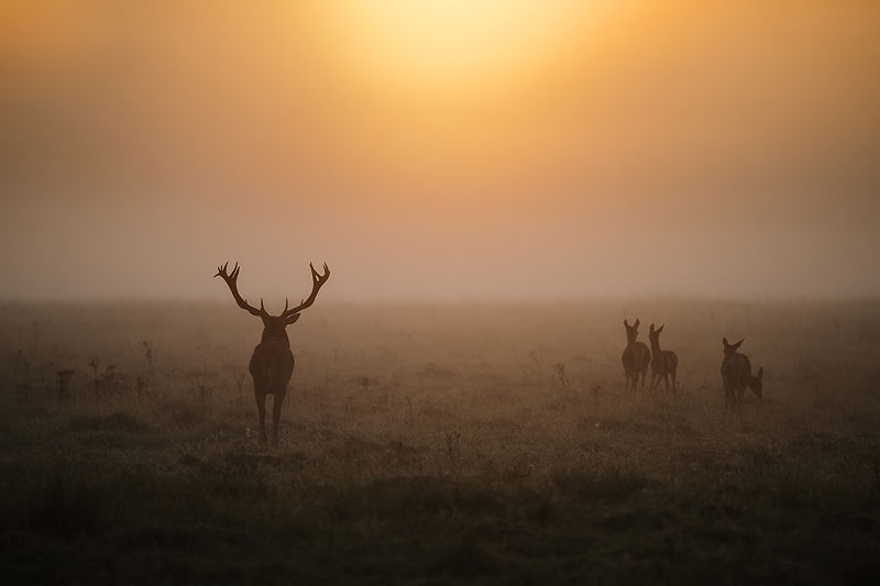 Red deer chasing his herd