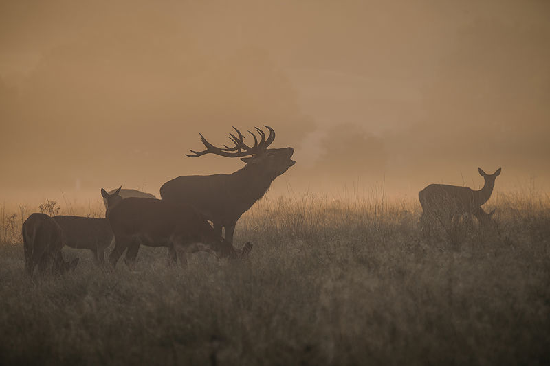 Red deer stags 