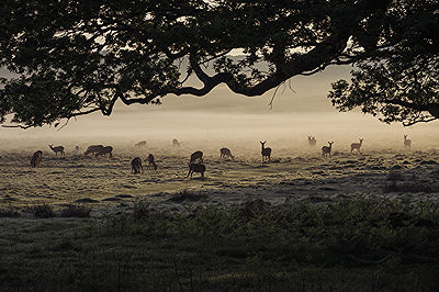 Fallow deer graze in Richmond Park