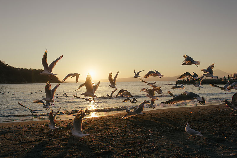 The Beaches of Shichirigahama | Photo:496
