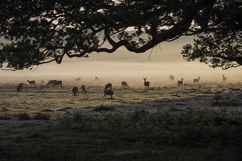 Fallow deer graze in Richmond Park