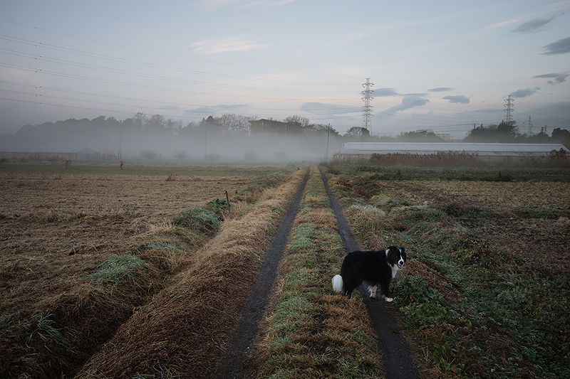 Scents of My Home in Japan | Photo:643